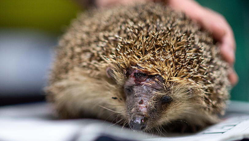 Ein Igel mit einer Kopfverletzung.