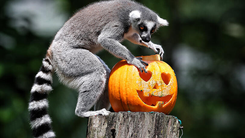Wie wird das Wetter an Halloween? Der Herbst zeigt sich von seiner wechselhaften Seite. Wie wird das Wetter an Halloween? Der Herbst zeigt sich von seiner wechselhaften Seite.