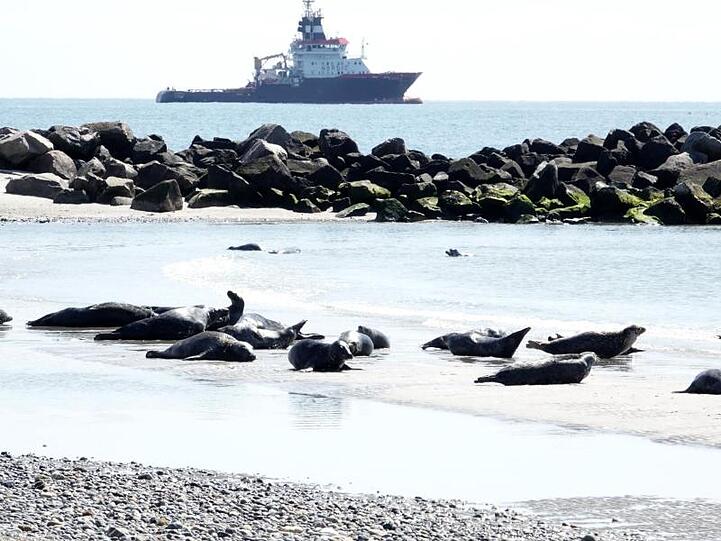 Robben liegen am Strand der Düne vor Helgoland. Die Nähe der Tiere zu Spaziergängern besorgt Tierschützer.