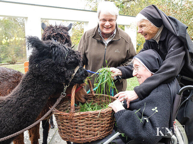 Drei Alpakas sind die neuen Mitbewohner der Schwestern im Kloster bei Neuburg an der Donau.