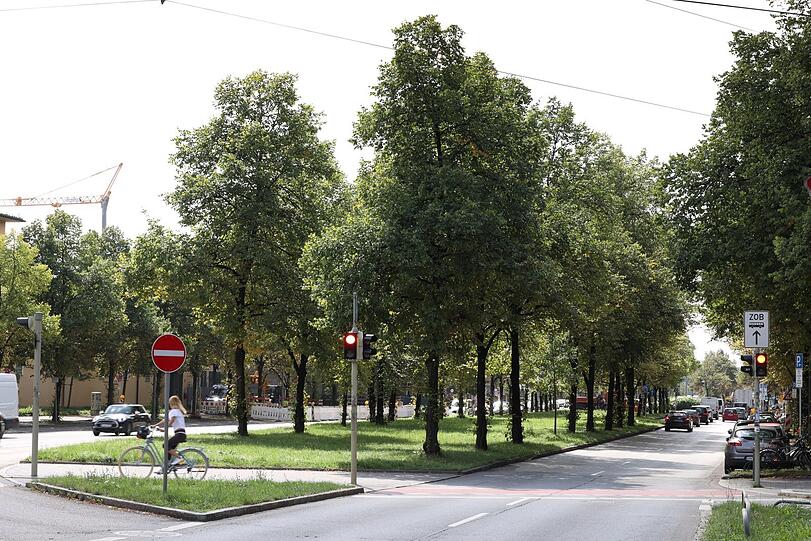 Auf dem Ring-Deckel: Ein bisserl Allee gibt's auch.