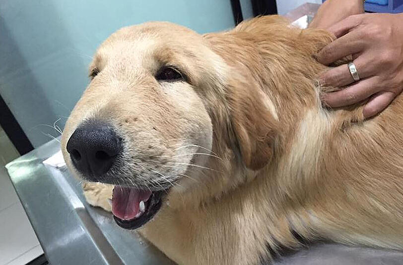 Ein Wespenstich macht diesen Hund berühmt.
