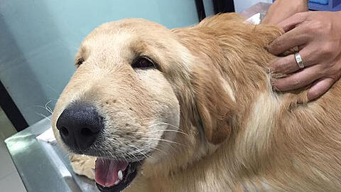 Ein Wespenstich macht diesen Hund berühmt.