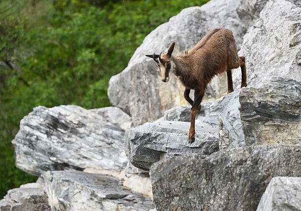 Die Gams ist ein Symboltier der Alpen. (Archivfoto) Die Gams ist ein Symboltier der Alpen. (Archivfoto)