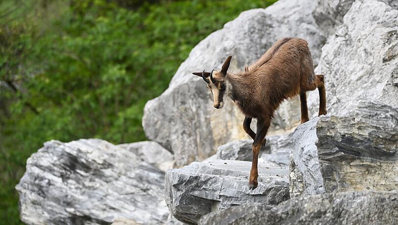 Die Gams ist ein Symboltier der Alpen. (Archivfoto) Die Gams ist ein Symboltier der Alpen. (Archivfoto)