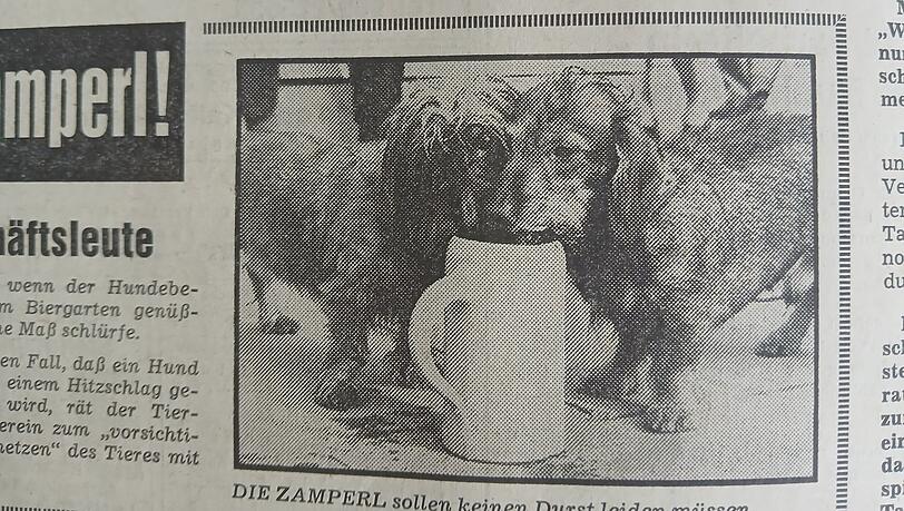 Hitzesommer 1974: Zwei Münchner Dackel und ihre Maß Wasser.