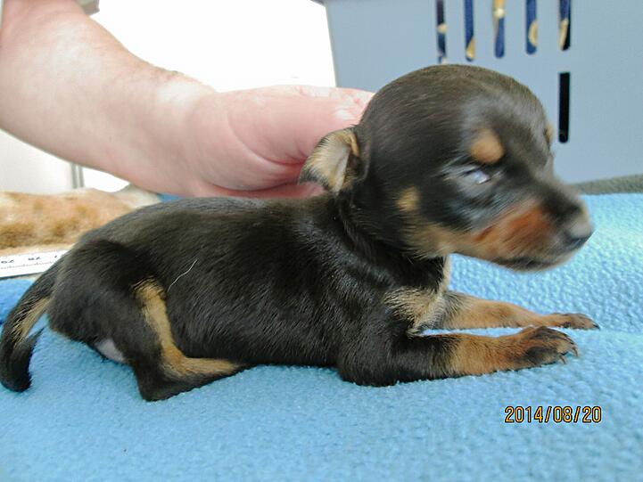 Dieses gerade mal etwa 14 Tage alte und rund 17 cm lange Hundeweibchen hat ein Unbekannter im Hausmüll entsorgt.