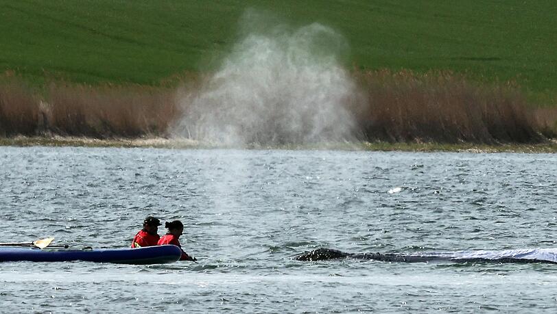Der Wal soll am Dienstag mit einem Lastkahn geborgen werden.