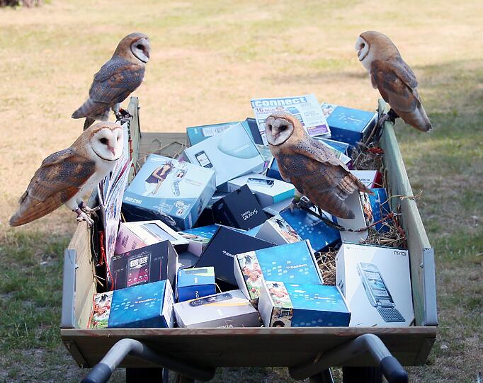 Trainieren für die Vogelshow: Nano und seine Geschwister.