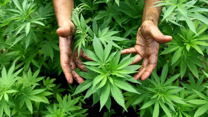 Kleinanleger setzen ihr Geld gerade in die Aktien von Tilray - einem Unternehmen, das Cannabis-Produkte vertreibt. (Symbolbild)