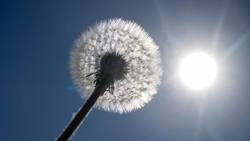 Sonne satt ist f&uuml;r die kommenden Tage in Bayern angek&uuml;ndigt. (Archivbild)