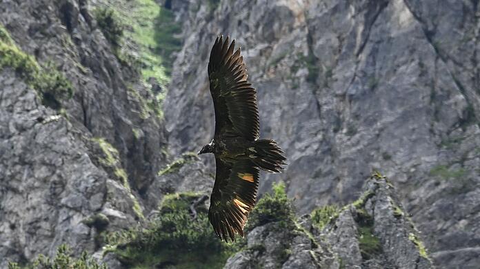Das Bartgeier-Weibchen Wally fliegt im Nationalpark Berchtesgaden durch die Lüfte.