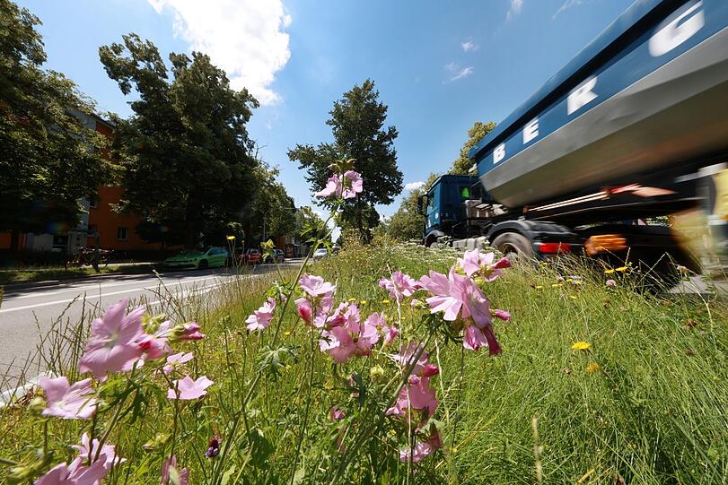 Schöne Malven blühen an der Ampfingstraße - der Laster stört nicht.