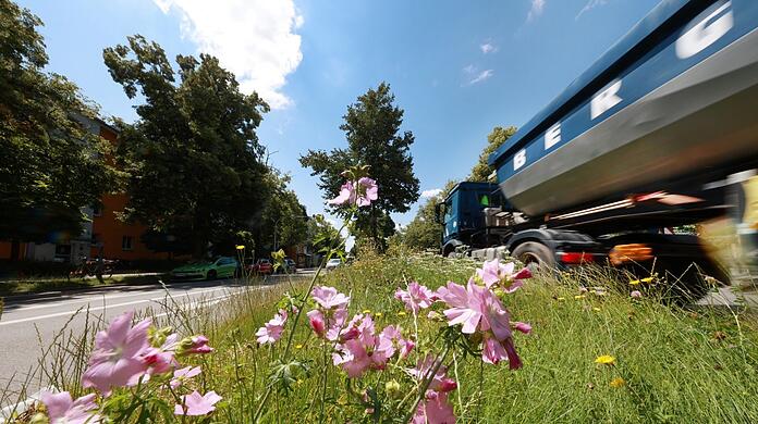 Schöne Malven blühen an der Ampfingstraße - der Laster stört nicht.
