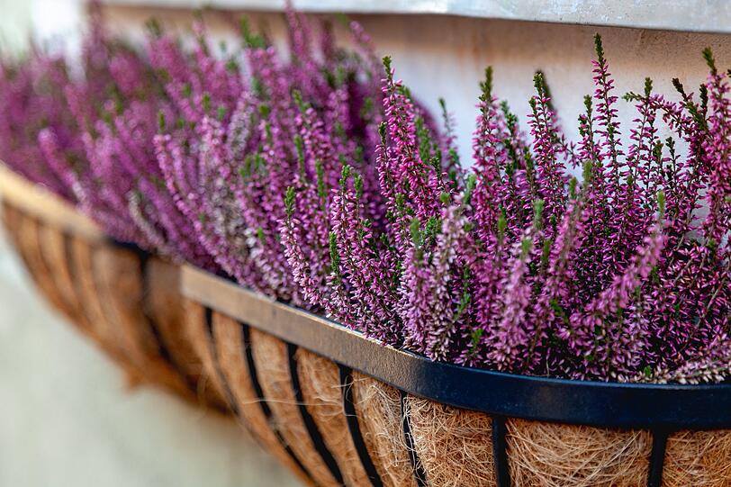 Die Blumen, die Ihre Balkonkästen den Sommer über erstrahlen haben lassen, verblühen nach und nach und können entfernt werden. Wer auch im Herbst noch dekorative Blumen an Fenstern und Balkonen möchte, kann die Kästen neu bepflanzen - zum Beispiel mit Herbstblühern wie Erika, Chrysanthemen und Heide. Steht keine Winterbepflanzung an, können die Kästen geleert und gereinigt werden. Die Blumen, die Ihre Balkonkästen den Sommer über erstrahlen haben lassen, verblühen nach und nach und können entfernt werden. Wer auch im Herbst noch dekorative Blumen an Fenstern und Balkonen möchte, kann die Kästen neu bepflanzen - zum Beispiel mit Herbstblühern wie Erika, Chrysanthemen und Heide. Steht keine Winterbepflanzung an, können die Kästen geleert und gereinigt werden.