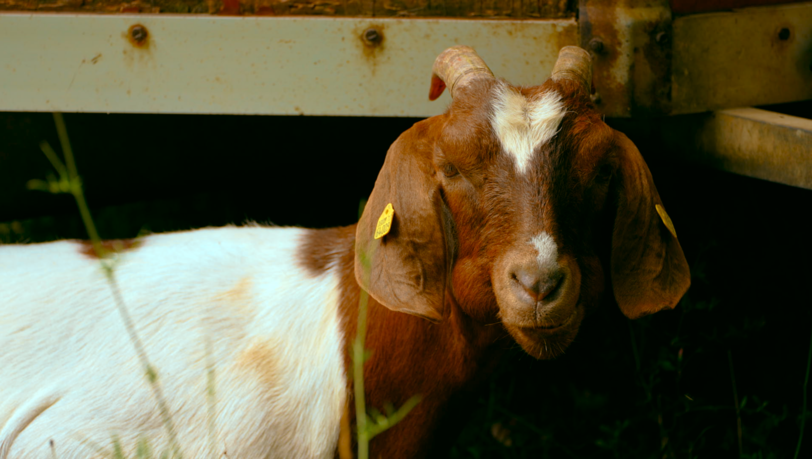 Durch die Wiederherstellung von Weidewiesen wird im Landkreis Main-Spessart in Unterfranken auf Kalkstandorten aktiver Umweltschutz betrieben. Ein Nutzen für Tiere und Landschaft. Durch die Wiederherstellung von Weidewiesen wird im Landkreis Main-Spessart in Unterfranken auf Kalkstandorten aktiver Umweltschutz betrieben. Ein Nutzen für Tiere und Landschaft.