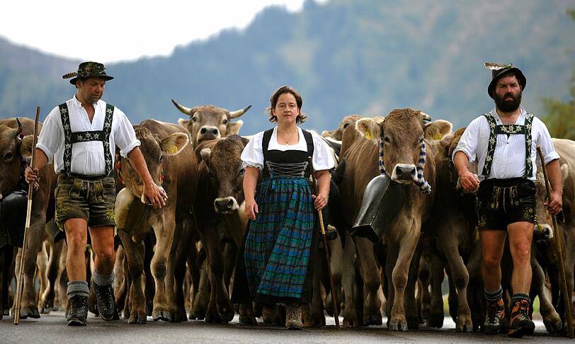 Kuehe werden waehrend des ersten Alpabtriebs des Jahres in Steibis nahe Oberstaufen von den Viehhuetern ins Tal getrieben. Nach der Sommerfrische auf den Bergweiden werden in 32 Orten zwischen Bodensee und Ammergebirge rund 30.000 Tiere im Tal zurueck erwartet.