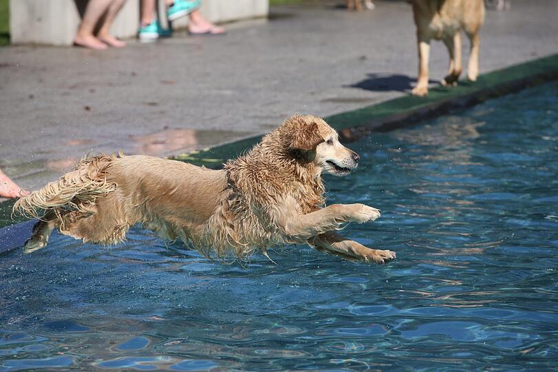 Premiere: Im Dantebad wurde heute zum ersten Mal zum Hundebadetag geladen.