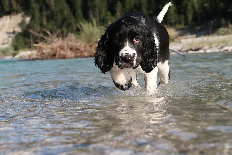Monty