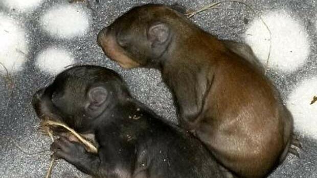 23. Februar 2014: Nanni und ihre Schwester Hanni sind erst wenige Tage alt, als der Baum gefällt wird, in dessen Ästen sich ihr Kobel befindet. Mehrere Eichhörnchen sterben. Hanni blutet aus dem Maul. Vermutlich hat sie innere Verletzungen.