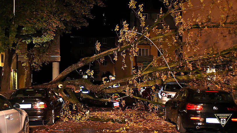 Mehrere Autos wurden von einem umgestürzten Baum in der Lilienstraße stark beschädigt.