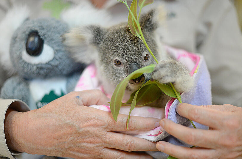 Der kleine Koala nimmt mit einem Kuscheltier vorlieb.