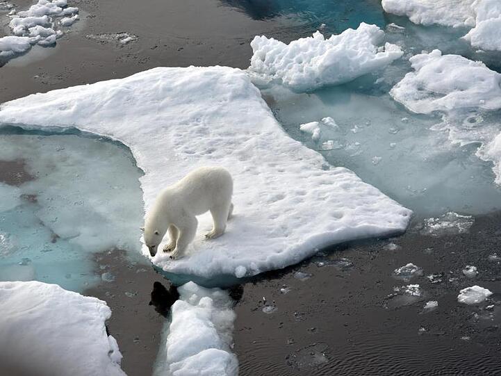 Ein Eisbär steht im Nordpolarmeer auf eine Eisscholle.