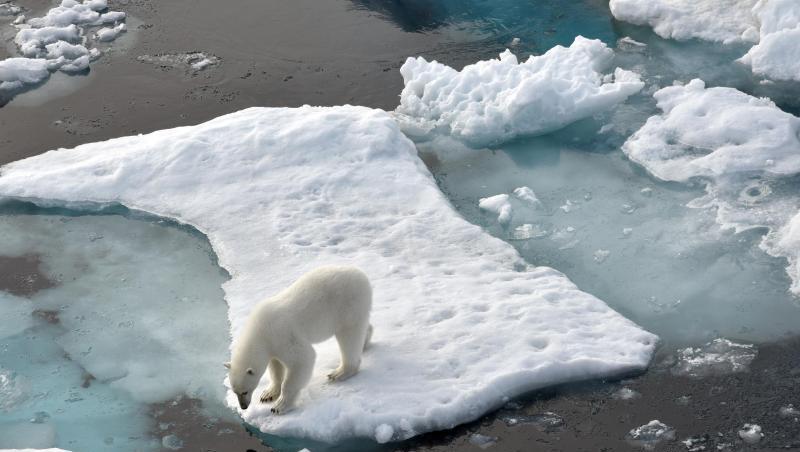 Ein Eisbär steht im Nordpolarmeer auf eine Eisscholle. Ein Eisbär steht im Nordpolarmeer auf eine Eisscholle.