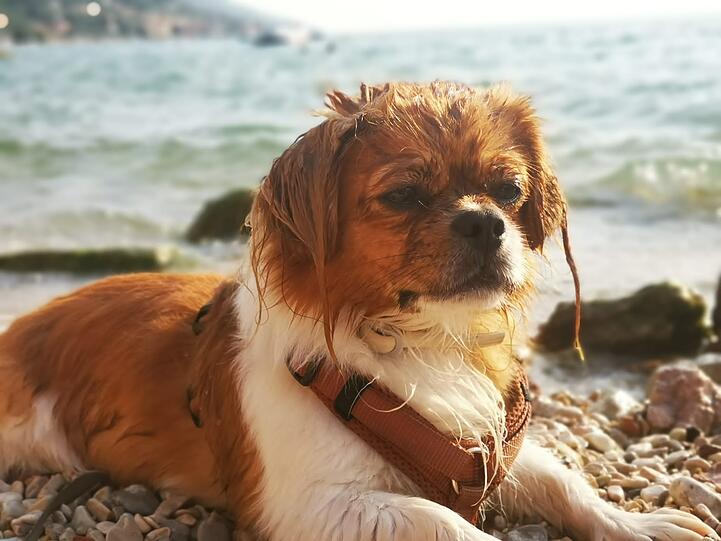 Charlie