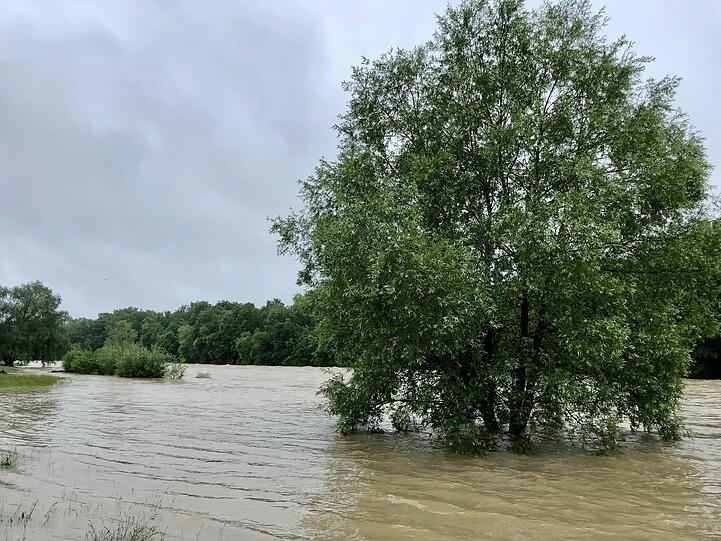 Nach dem Flaucher wird die Isar wieder ruhiger, aber tritt weit über die Ufer.