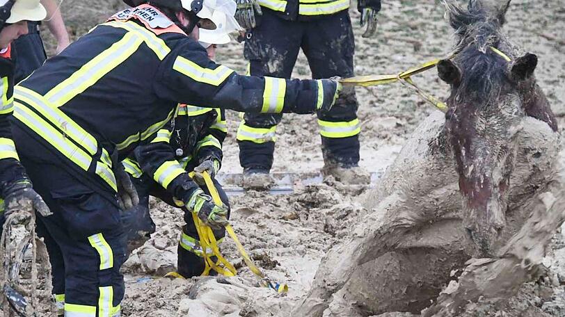 Die Feuerwehr Taufkirchen hat am Sonntag einen ungewöhnlichen Einsatz souverän erledigt: Das im Matsch versunkene Pferd wurde unversehrt gerettet.