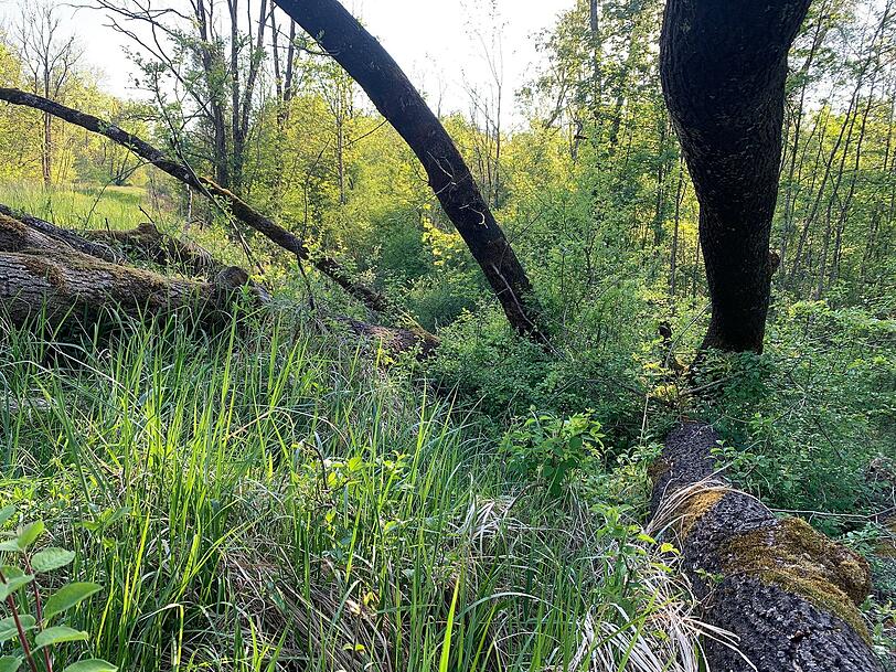 Natur pur: die n&ouml;rdlichen Isarauen im Sommer.