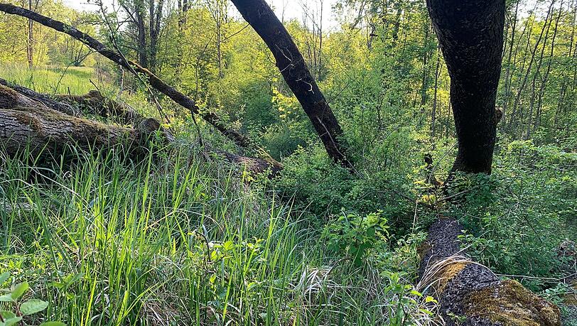 Natur pur: die nördlichen Isarauen im Sommer. Natur pur: die nördlichen Isarauen im Sommer.