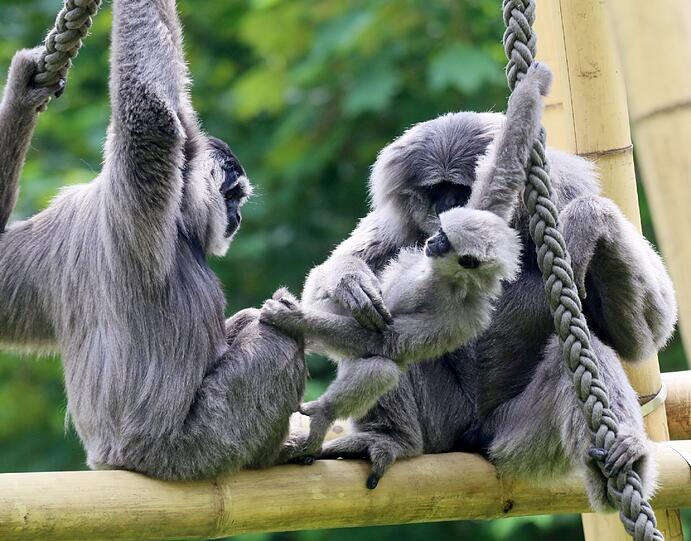 Mia ist die jüngste der fünfköpfigen Silbergibbon-Familie im Tierpark Hellabrunn.