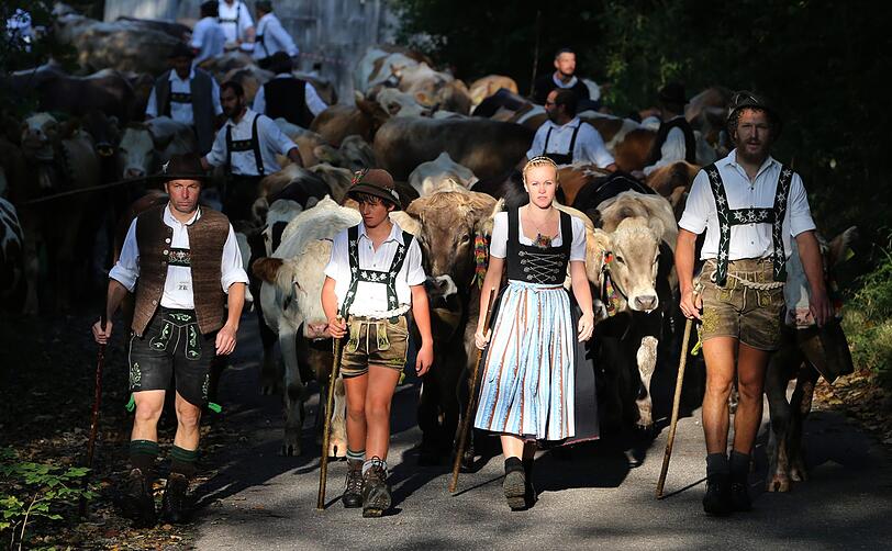 Bayern, Pfronten: Hirten treiben im Vilstal ihre Herden ins Tal.