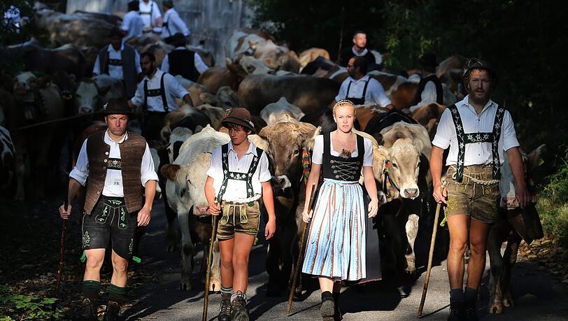Bayern, Pfronten: Hirten treiben im Vilstal ihre Herden ins Tal. Bayern, Pfronten: Hirten treiben im Vilstal ihre Herden ins Tal.
