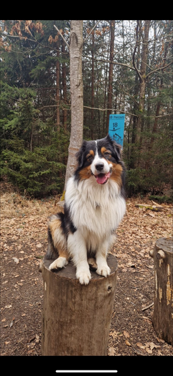 Leo ist für mich der perfekte Begleiter :) Er ist treu, verspielt, lustig, intelligent und unglaublich empathisch! Er ist wie ein Spiegel meiner Emotionen. Leo ist unglaublich genügsam. Hauptsache er ist dabei. Sein größtes Hobby ist das Tricksen! Daher beherrscht er ziemlich viele Kunststücke.