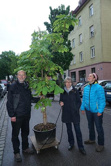 Die mobilen Topfpflanzen &ndash; schon bekannt als die Münchner "Wanderbäume" &ndash; schmückten früher das Westend, die Oettingen- und die Fraunhoferstraße. Nach der Winterpause...