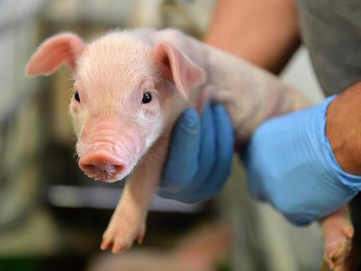 Das allgemeine Gebot, Ferkel vor der Kastration zu betäuben, kommt frühestens in zwei Jahren.