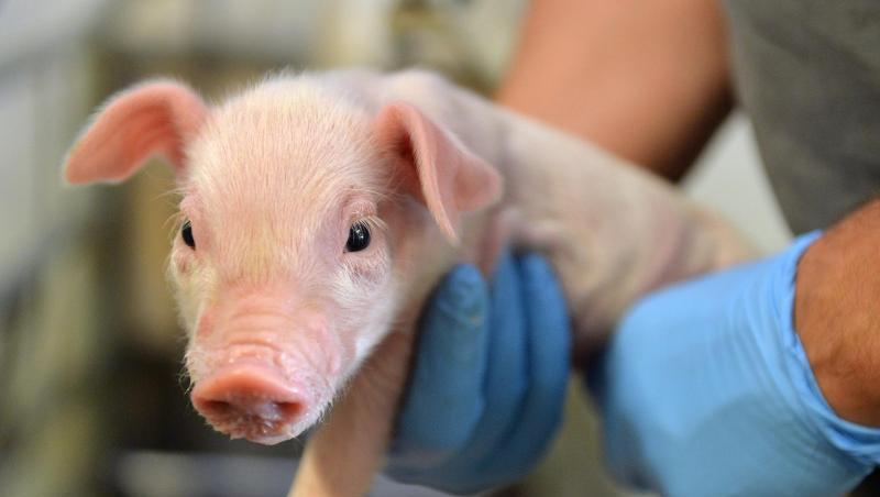 Das allgemeine Gebot, Ferkel vor der Kastration zu betäuben, kommt frühestens in zwei Jahren. Das allgemeine Gebot, Ferkel vor der Kastration zu betäuben, kommt frühestens in zwei Jahren.
