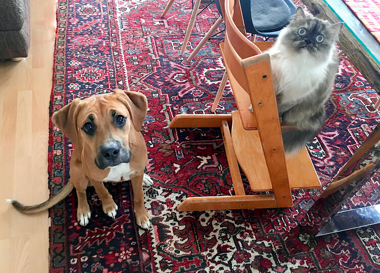 Hündin Anni (Boxermix) und Katze Sylvi (Perser-Heilige-Birma-Mix)