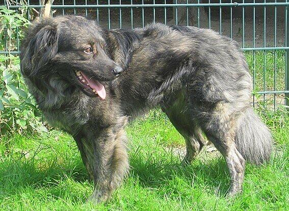 Owtscharka-Mischling Spiky ist kein Anfängerhund und braucht einen rasseerfahrenen Tierfreund, der ihm eine zweite Chance gibt. Doch der hat sich seit mehr als vier Jahren nicht gefunden.