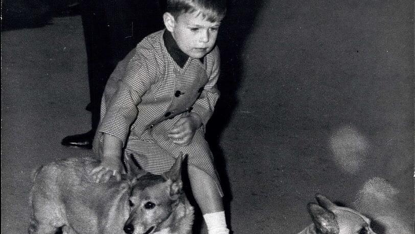 1964: Der junge Prinz Andrew streichelt einen der Corgis. 1964: Der junge Prinz Andrew streichelt einen der Corgis.