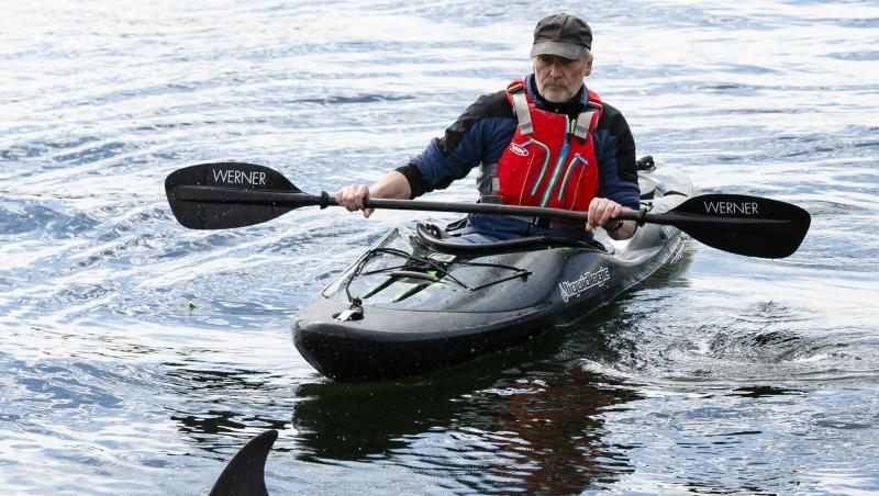 Ein etwa zwei Meter großer Gemeiner Delfin und ein Paddler in der Schwentinemündung. Ein etwa zwei Meter großer Gemeiner Delfin und ein Paddler in der Schwentinemündung.
