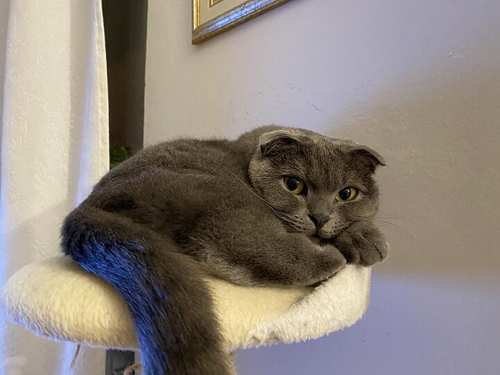 Cleo