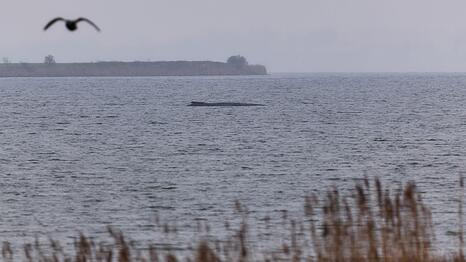 Der Buckelwal atmet inzwischen schw&auml;cher.