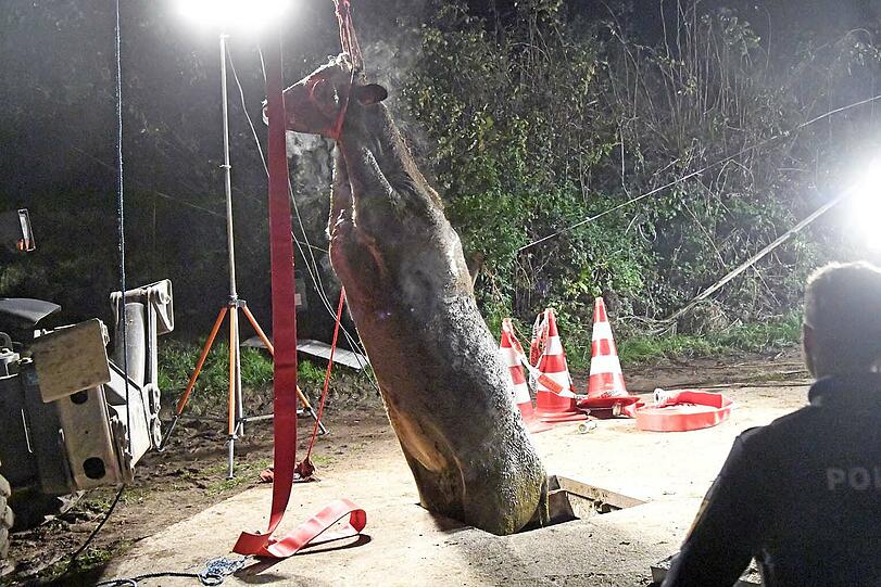 Sechs Stunden lang kämpften zahlreiche Hilfskräfte in Großpienzenau in der Gemeinde Weyarn um die Rettung einer 500 Kilogramm schweren Kuh, die in eine Odelgrube gestürzt war.