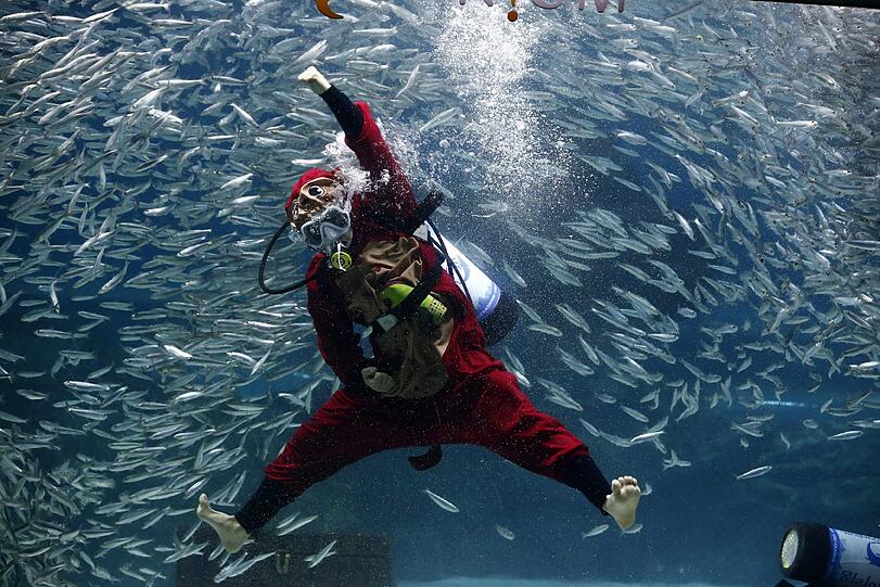 Was macht ein Taucher mit einem Affenkostüm im Fischbecken? Er kündigt das Jahr des Affen in China an.
