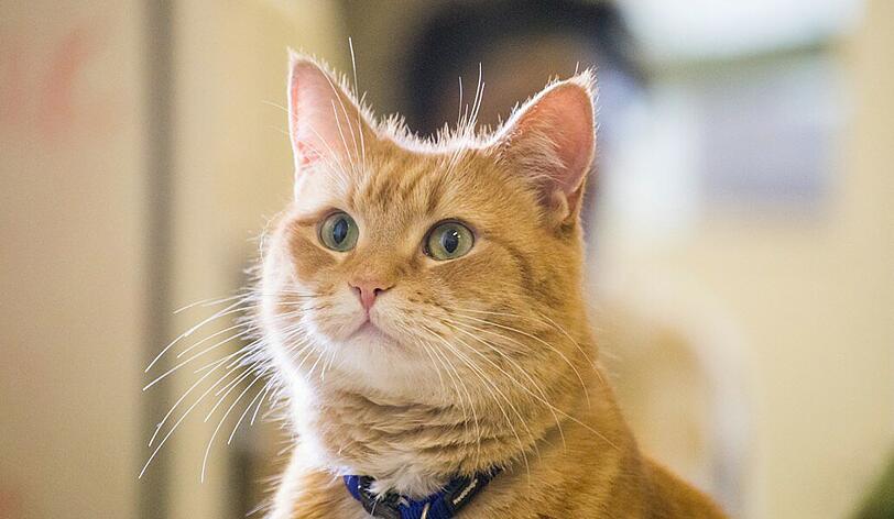 Kater Bob spielt sich im Film selbst.