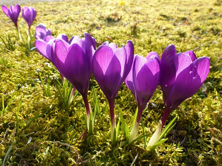 Leuchtende Krokusse in den Gartenanlagen von Sankt Ottilien
am Ammersee. Vielen Dank an AZ-Leser Wunibald Wörle